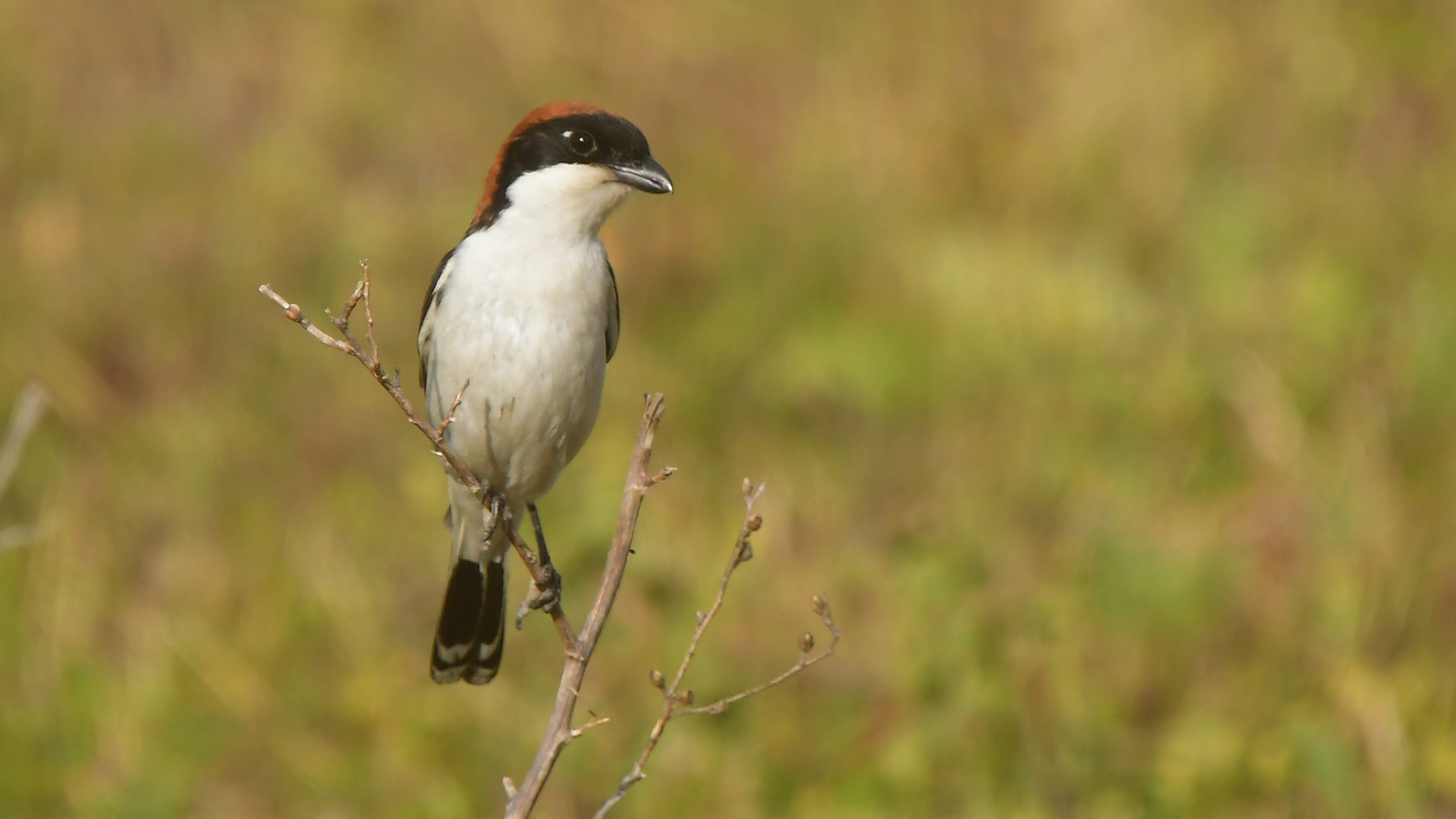 Woodchat Shrike